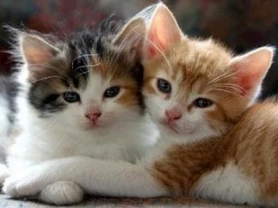 Гороскоп кошек