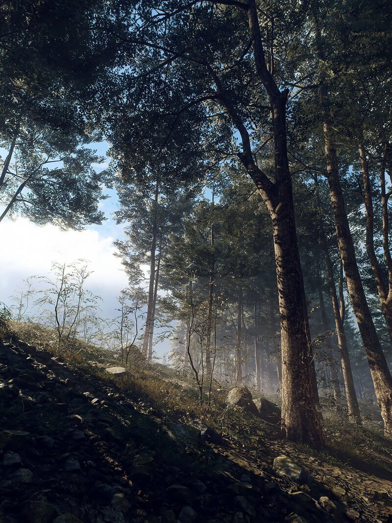 Лесные пейзажи Лесные пейзажи природа,путешествия