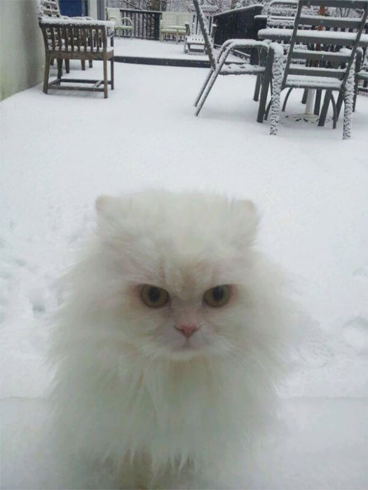 «Нашу кошку снег совершенно не впечатлил – ей хотелось поскорее вернуться в дом».
