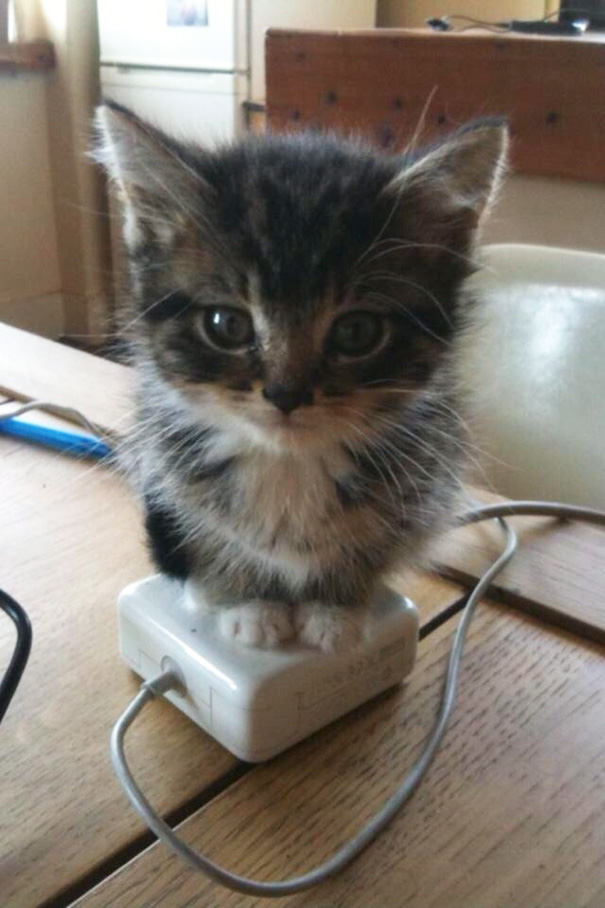 кошки которые очень любят греться