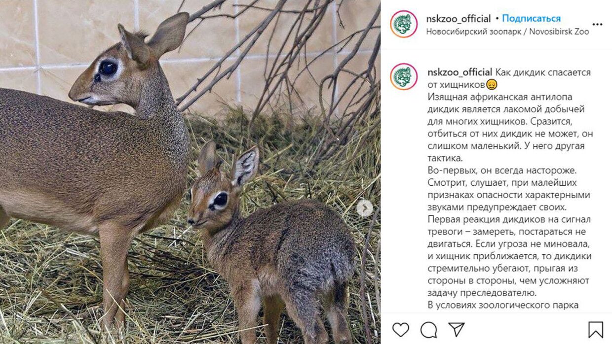 Замри или беги: в Новосибирском зоопарке рассказали, как дикдики спасаются от хищников
