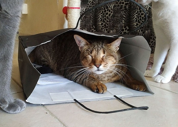 три слепых бездомных кошки нашли дом