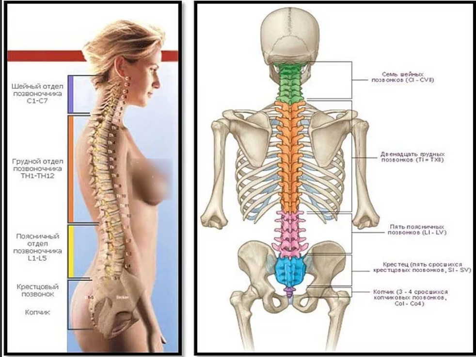 Межпозвоночная грыжа - как избавиться от боли народными средствами