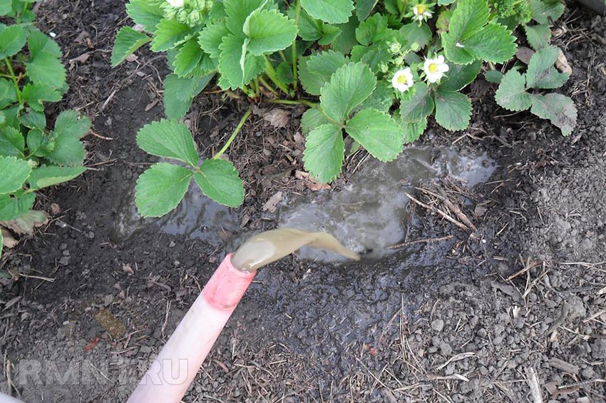 Земляника садовая: секреты выращивания клубники в открытом грунте