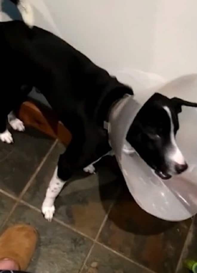 Собака в доме