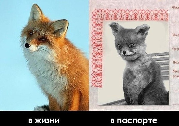 Некоторые как почувствуют за спиной крылья, сразу начинают каркать Некоторые как почувствуют за спиной крылья, сразу начинают каркать веселые картинки