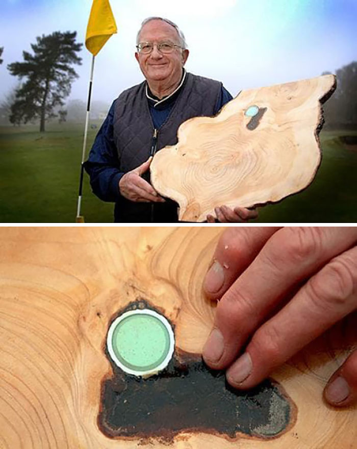 Golf Ball Lost Years Ago Found Embedded In Tree Trunk