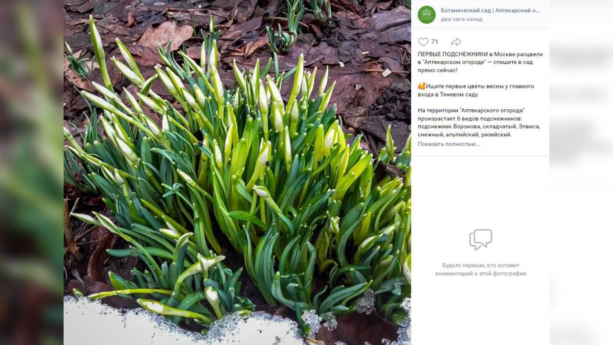 Первые подснежники расцвели в Москве в середине февраля Общество
