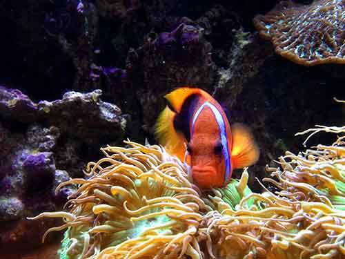 Ми-ми-ми наоборот: Когда животное не в духе животные,фото