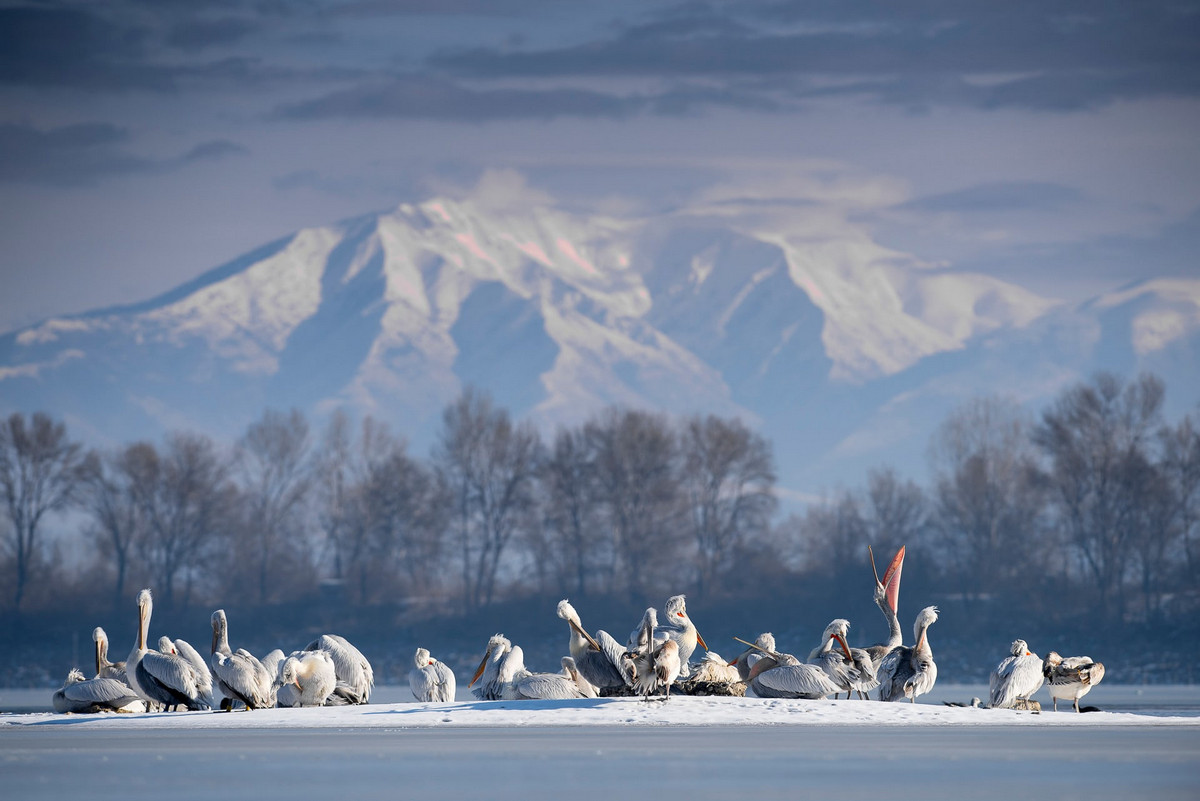 Лучшее с конкурса Bird Photographer of the Year 2018