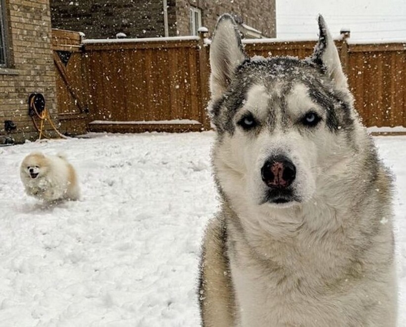 12 смешных фото, показывающих, что у домашних питомцев особое отношение к снегу