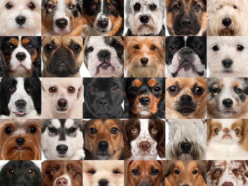 Породы собак от больших до маленьких больших, бульдог, до маленьких, питомец, породы, собак, такса