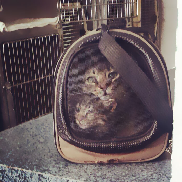 Our Two Cats Look Like They Were Cross-Stitched Onto The Carrier