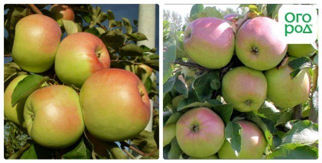 Топ-9 самых вкусных яблок зимних сортов с фото дача,сад и огород,садоводство