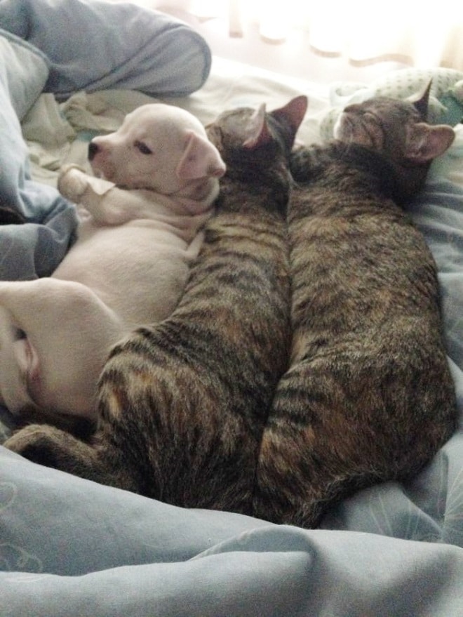 Мурлыки и щенок