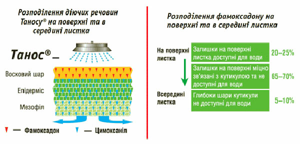 Чем опрыскивать виноград от болезней советы