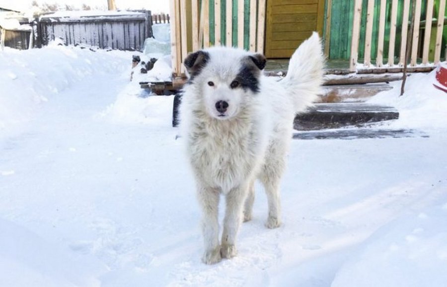 Собака замерзала, но спасала чужую жизнь