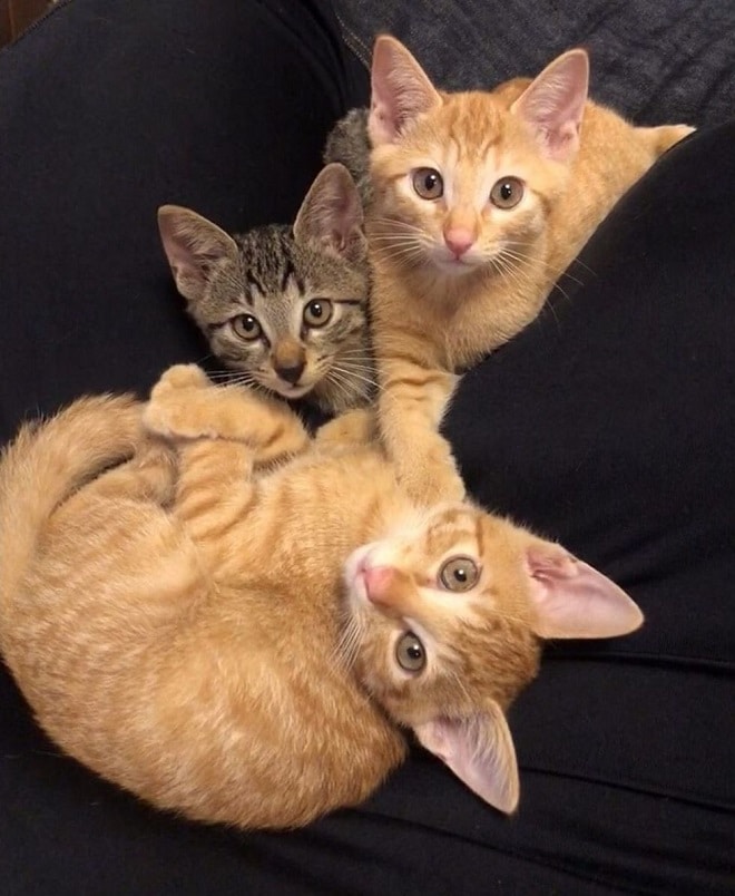 Котята на черном фоне