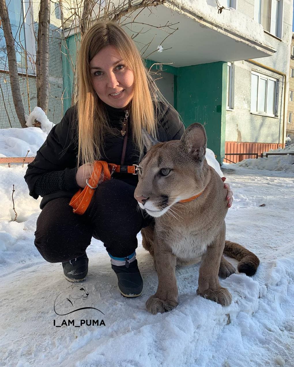 Из контактного зоопарка, молодая пара забрала пуму, превратив ее в домашнюю любимицу