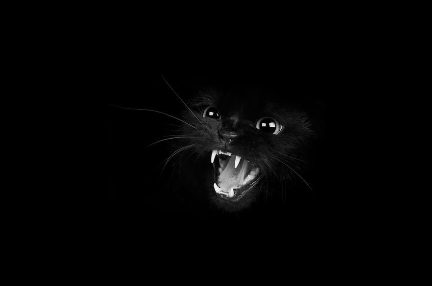 мистическая жизнь кошек в черно-белых фото 