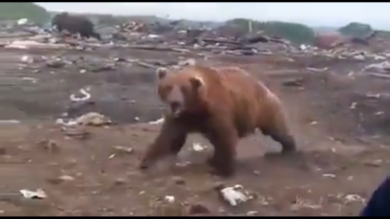 Хороший медведь видео. Медведи на свалке Камчатка. Гризли Сургут медведь. Медведь Гризли напал на человека.