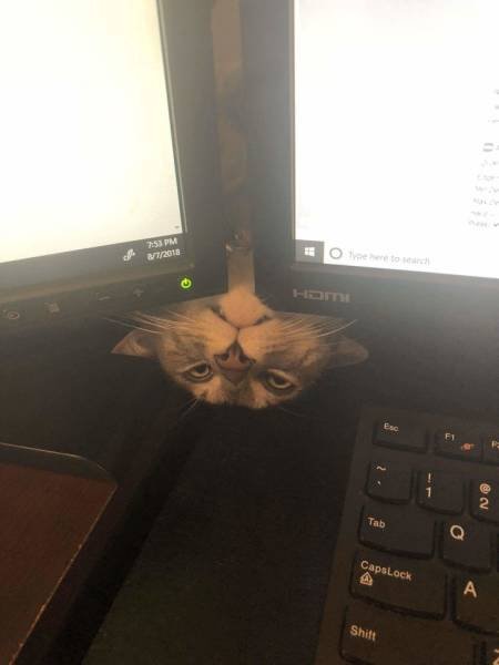 Кошачья логика, которую человеку никогда не понять 