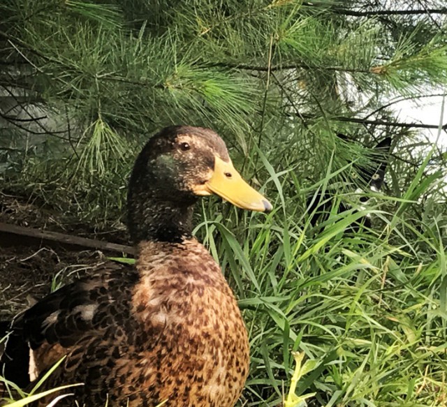 Фото, на которые следует взглянуть дважды Фото, на которые следует взглянуть дважды