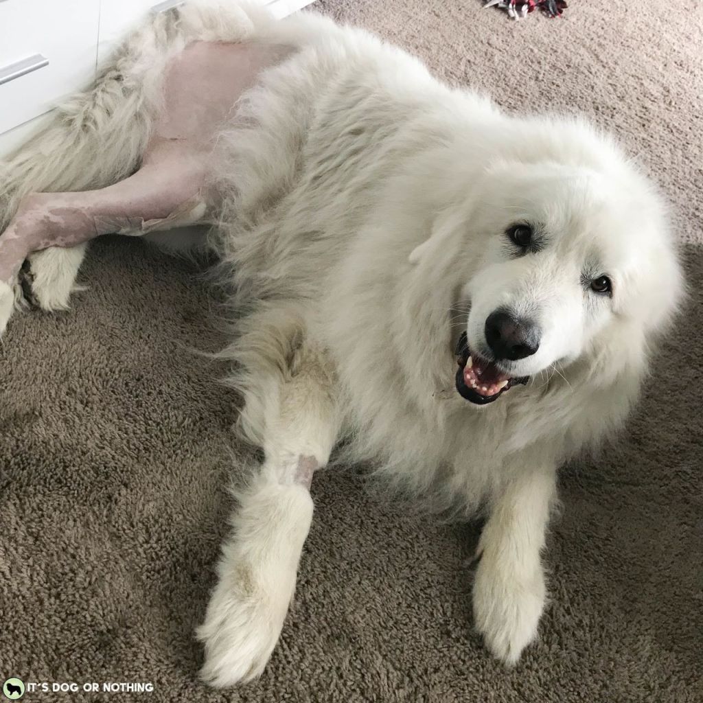 Great Pyrenees after CCL tear and TPLO surgery.