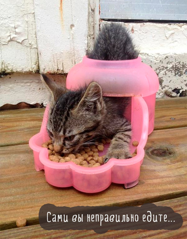 котенок есть смешно из миски котенок есть смешно из миски