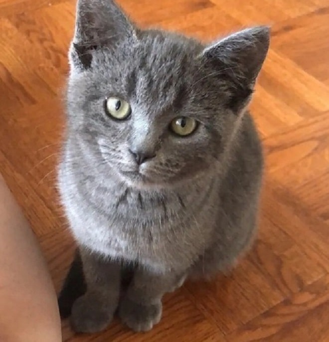 Котенок сидит