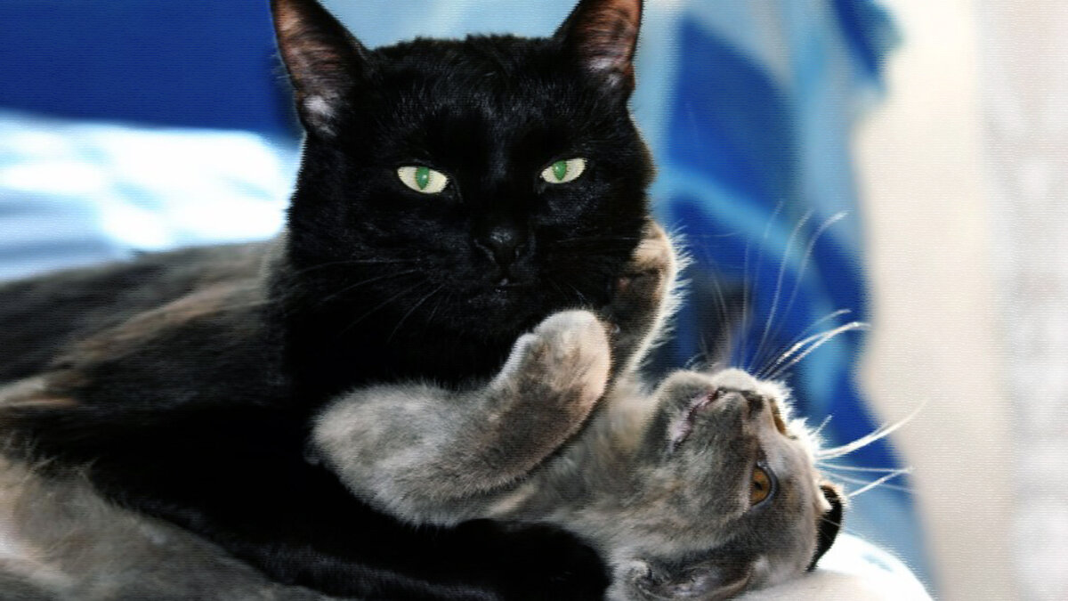 Шпионский вор