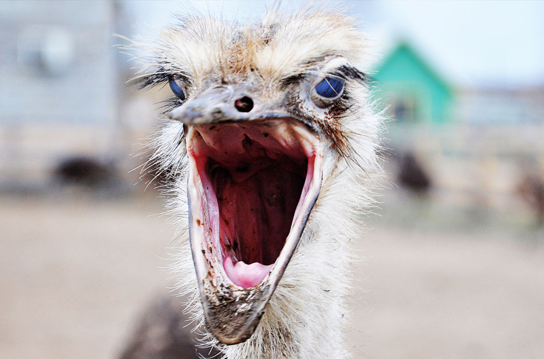 Ресницы братьев наших меньших