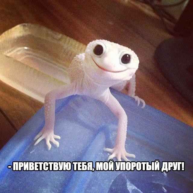 Смешные картинки с надписями прикол, юмор