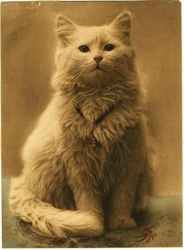 Первая в мире фотография кота, 1880–е годы, Британская империя история, люди, фотографии