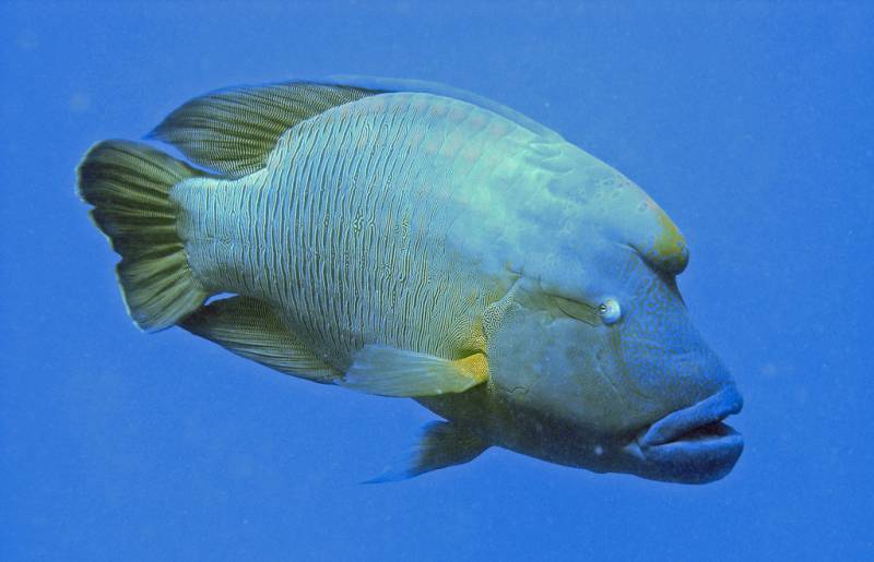 Рыбы Красного моря: описание и особенности. Флора и фауна Красного моря