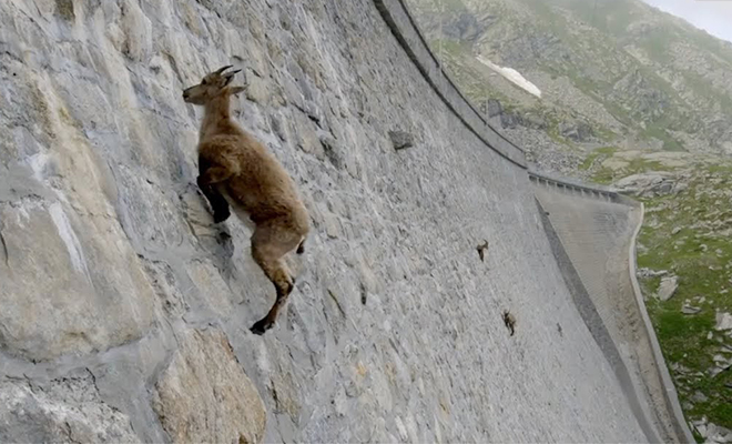 Горные козлы почти нарушили законы гравитации и поднимаются по отвесной стене на сотни метров