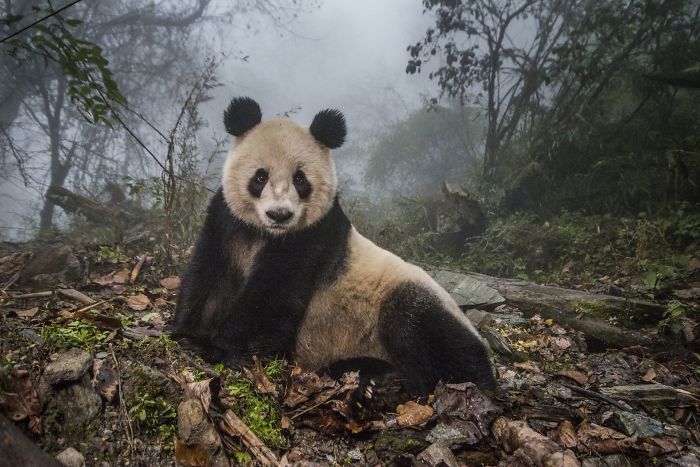 Pandas Gone Wild By Ami Vitale (2nd In Animals In Their Environment Category)