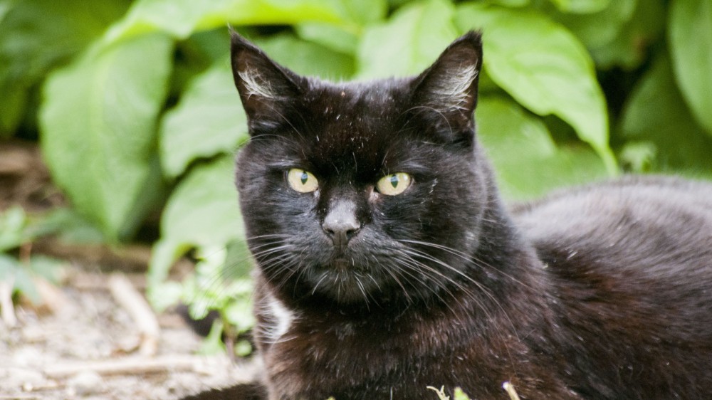 Домой вернулся кот... Да не тот