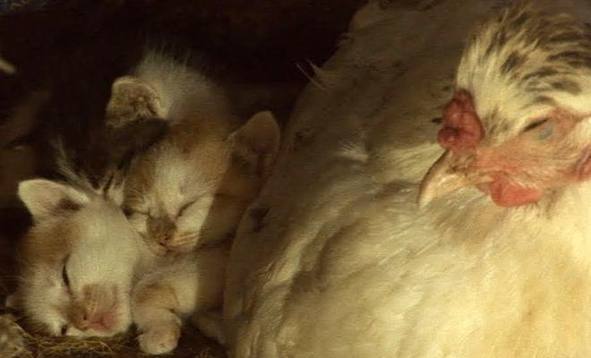 Курица воспитала кошку, а когда она выросла, принесла своих котят к этой же курице. Видео