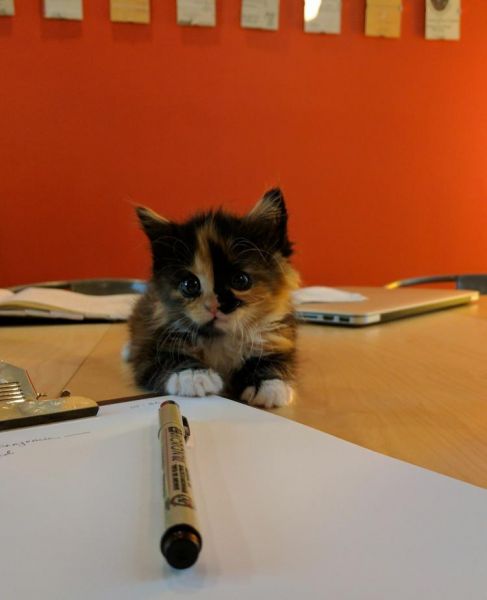 Правдивая история о котенке-крохе, который в одиночку оптимизировал работу всего офиса