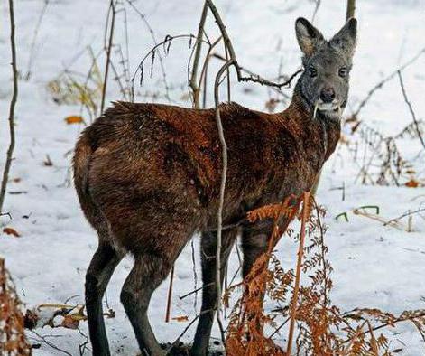 Лесные животные, внесенные в Красную книгу России: фото и описание