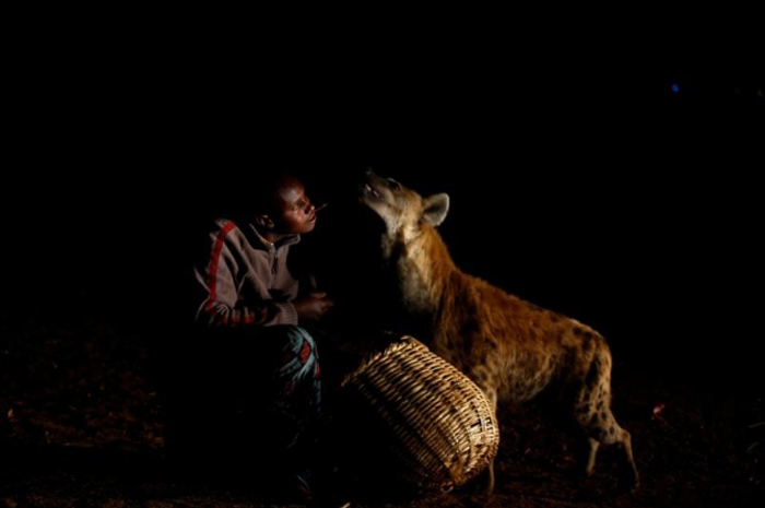 Как кормят гиен в Эфиопии