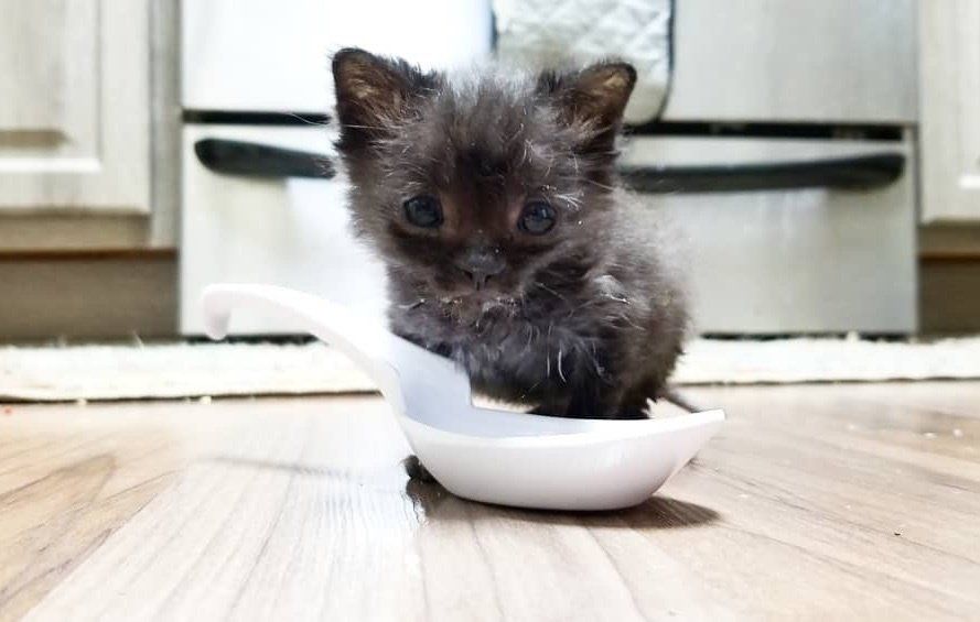 Ветеринары никак не могли понять, почему крошечный котенок ест, но не растет истории из жизни