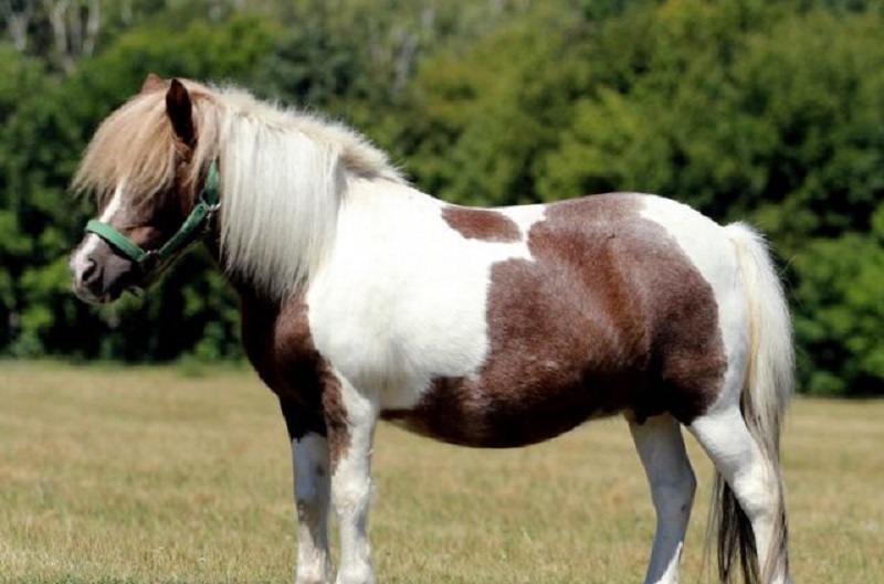 Лошадки настоящие. Лошадь породы Пинто. Шетландские пони Аппалуза. Шетлендский пони вороной Пегий. Чинкотигский пони.