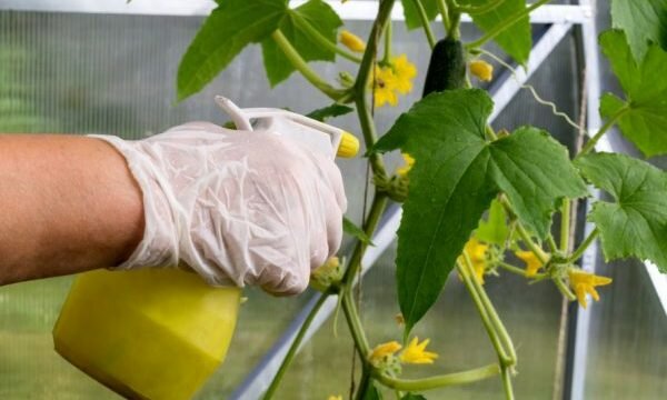 Огурцы начали плодоносить: чем подкормить их сейчас, чтобы урожай был больше, а плоды крепче и вкуснее