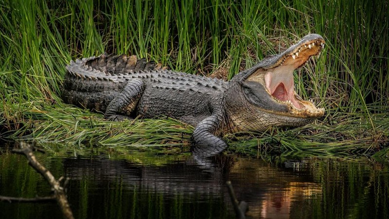 Семь самых сильных животных в мире