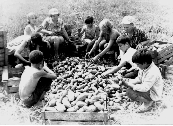 О детском труде в СССР или почему я не любил осень