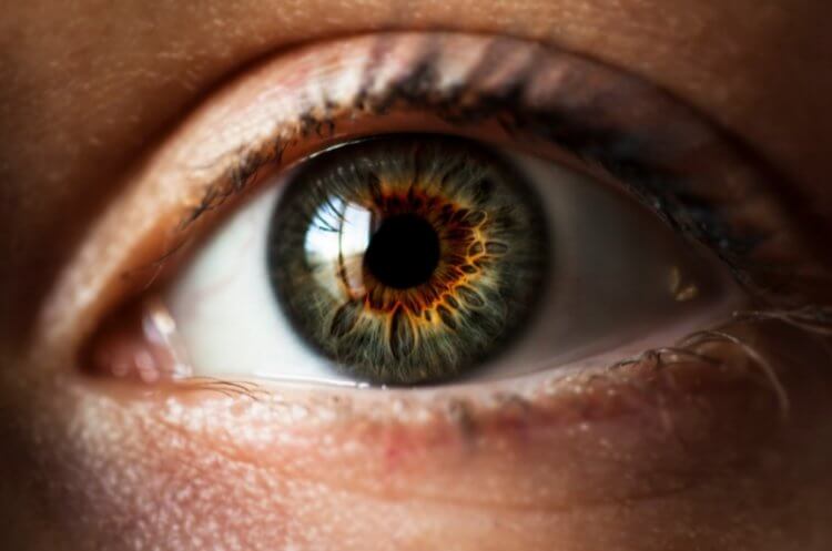 На что и почему реагируют зрачки человеческих глаз? зрачков, зрачки, человека, людей, размер, зрения, зависимости, объектов, человек, может, точек, расширяются, глаза, когда, ярком, видеть, можно, оболочки, света, количество