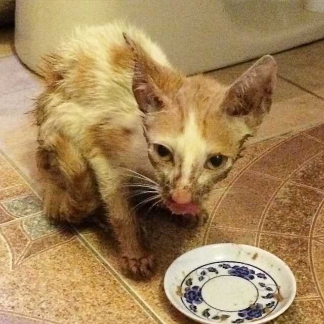 Кот голод. Голодающий кот.