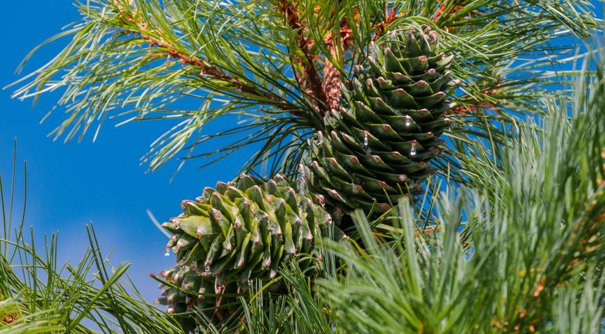 7 видов сосен, которые отлично подходят для сада Pinus, кроной, кедровая, более, горная, хвоей, сосен, дерево, обыкновенная, очень, видов, сосны, высотой, кустарник, декоративных, сосна, веймутова, выносит, sylvestris, ветвями